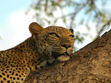 Inyati Leopard Resting