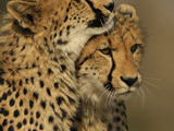 Ep-cheetah